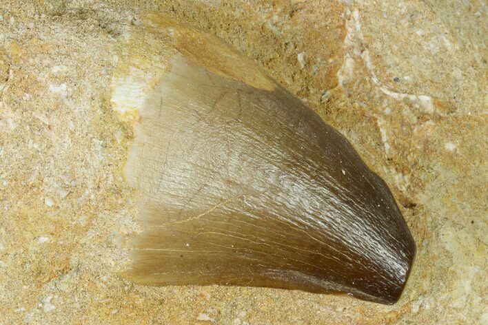Mosasaur (Prognathodon) Tooth In Rock - Morocco #143734